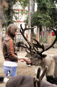 PHOTO SUBMITTED BY DAWN PAULING Dawn Pauling feeds a reindeer in August 2010 in North Pole Alaska. Pauling was the caregiver to four adult male reindeer.