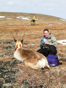 PHOTO SUBMITTED BY DAWN PAULING Dawn Pauling feeds a reindeer in August 2010 in North Pole Alaska. Pauling was the caregiver to four adult male reindeer.